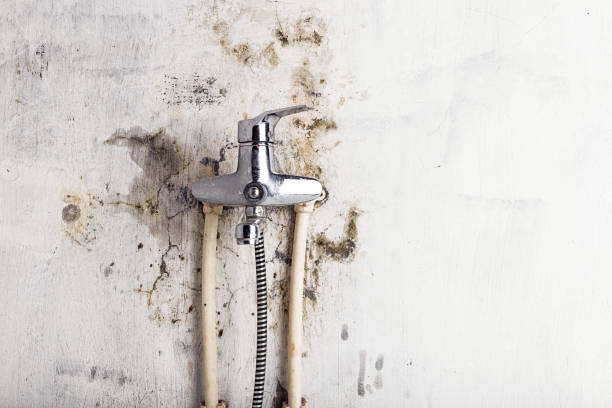 Best Toxic Mold Removal  in Castle Pines Village, CO