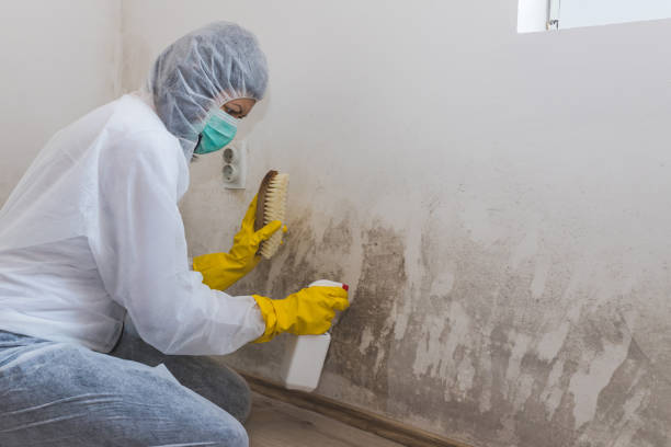 Best Certified Mold Removal  in Castle Pines Village, CO