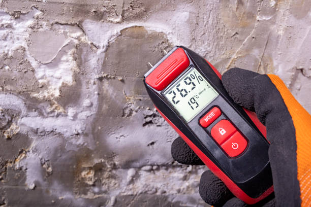 Best Affordable Mold Removal  in Castle Pines Village, CO