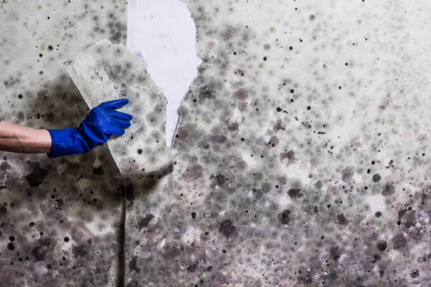 Best Local Mold Removal Service  in Castle Pines Village, CO