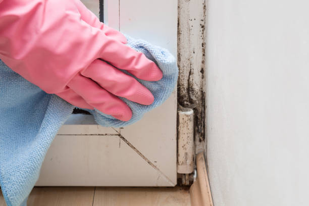 Best Affordable Mold Removal  in Castle Pines Village, CO